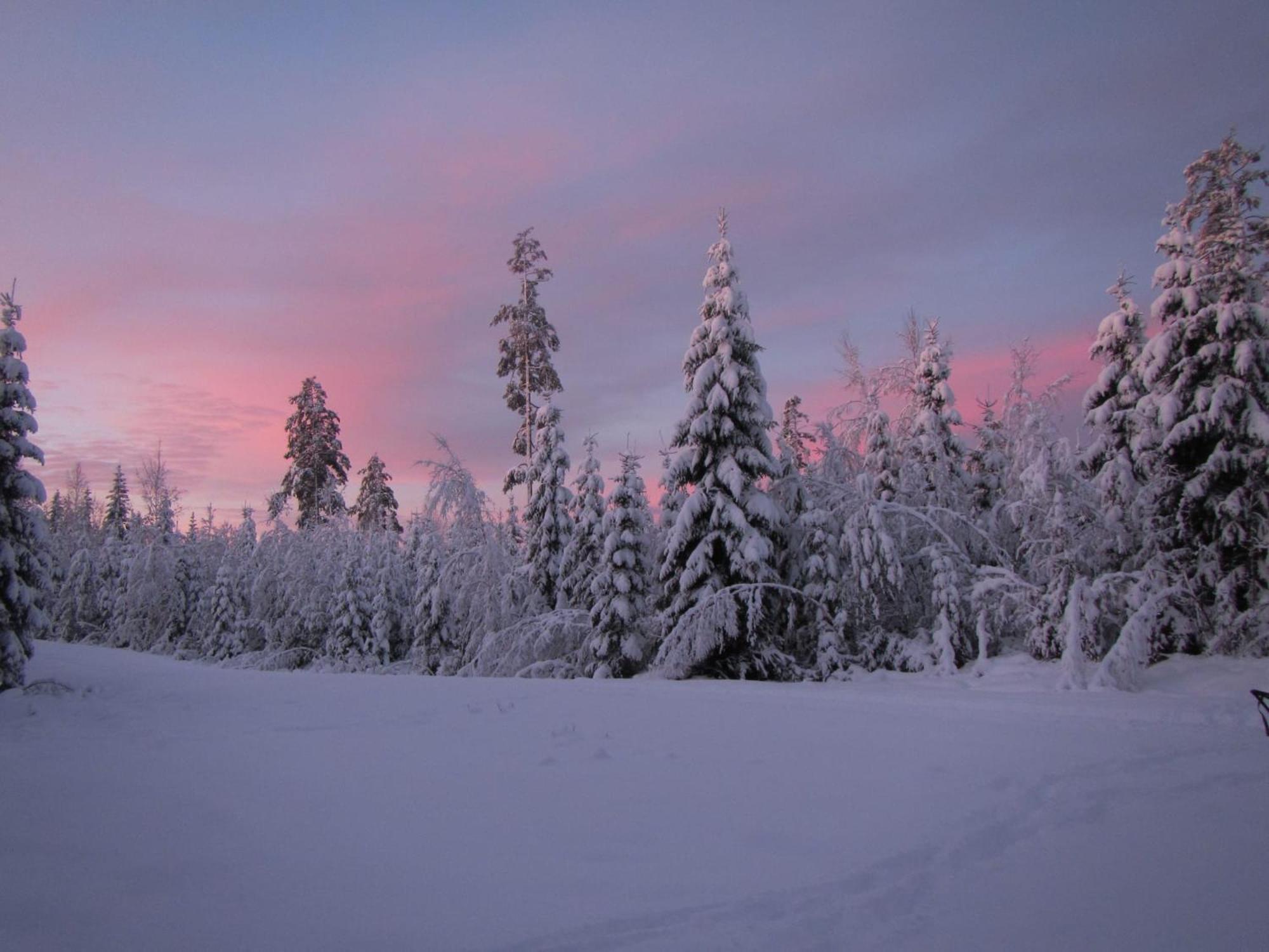 Skog Aurora Igloos Villa Kalix Bagian luar foto