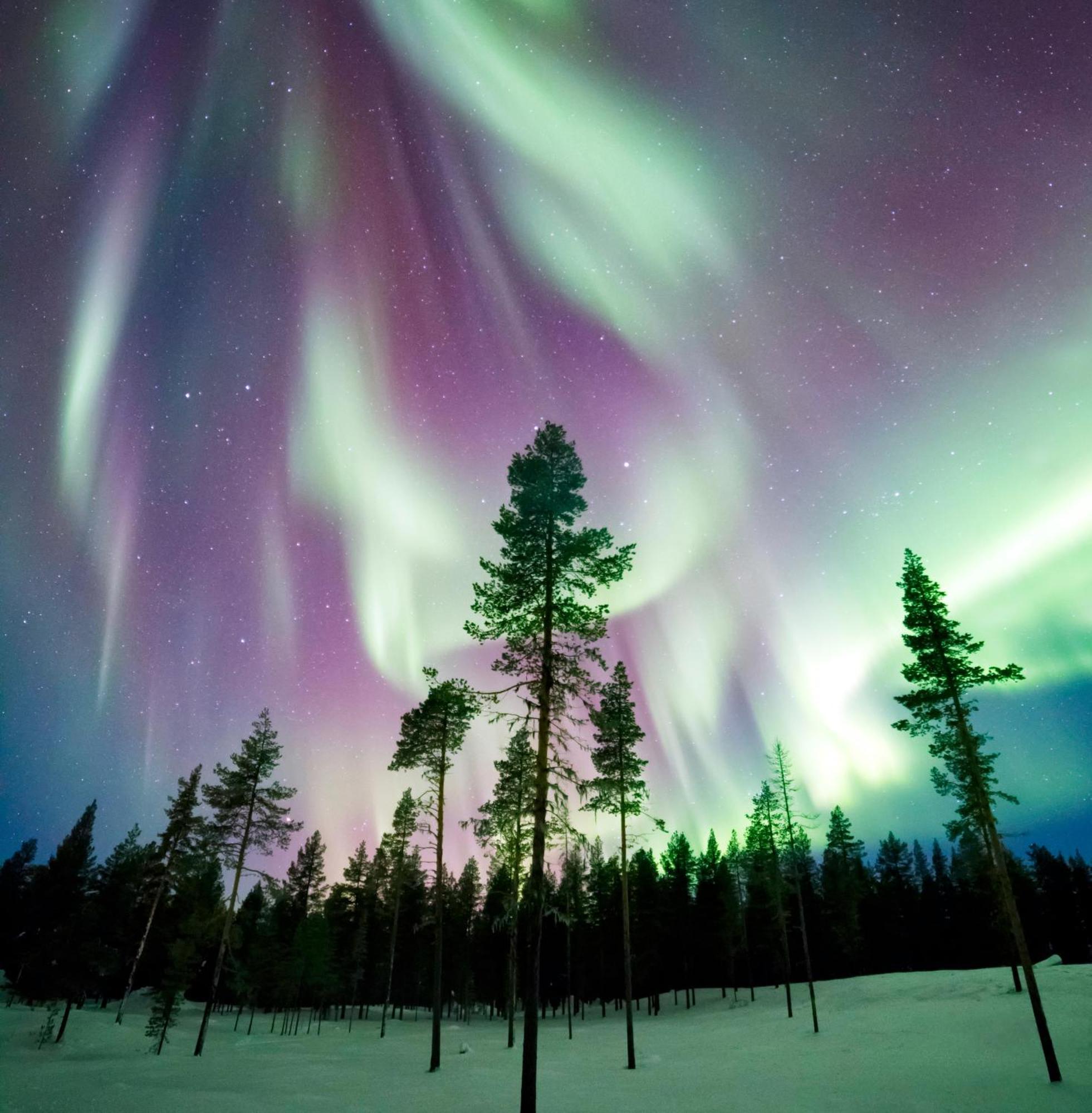 Skog Aurora Igloos Villa Kalix Bagian luar foto