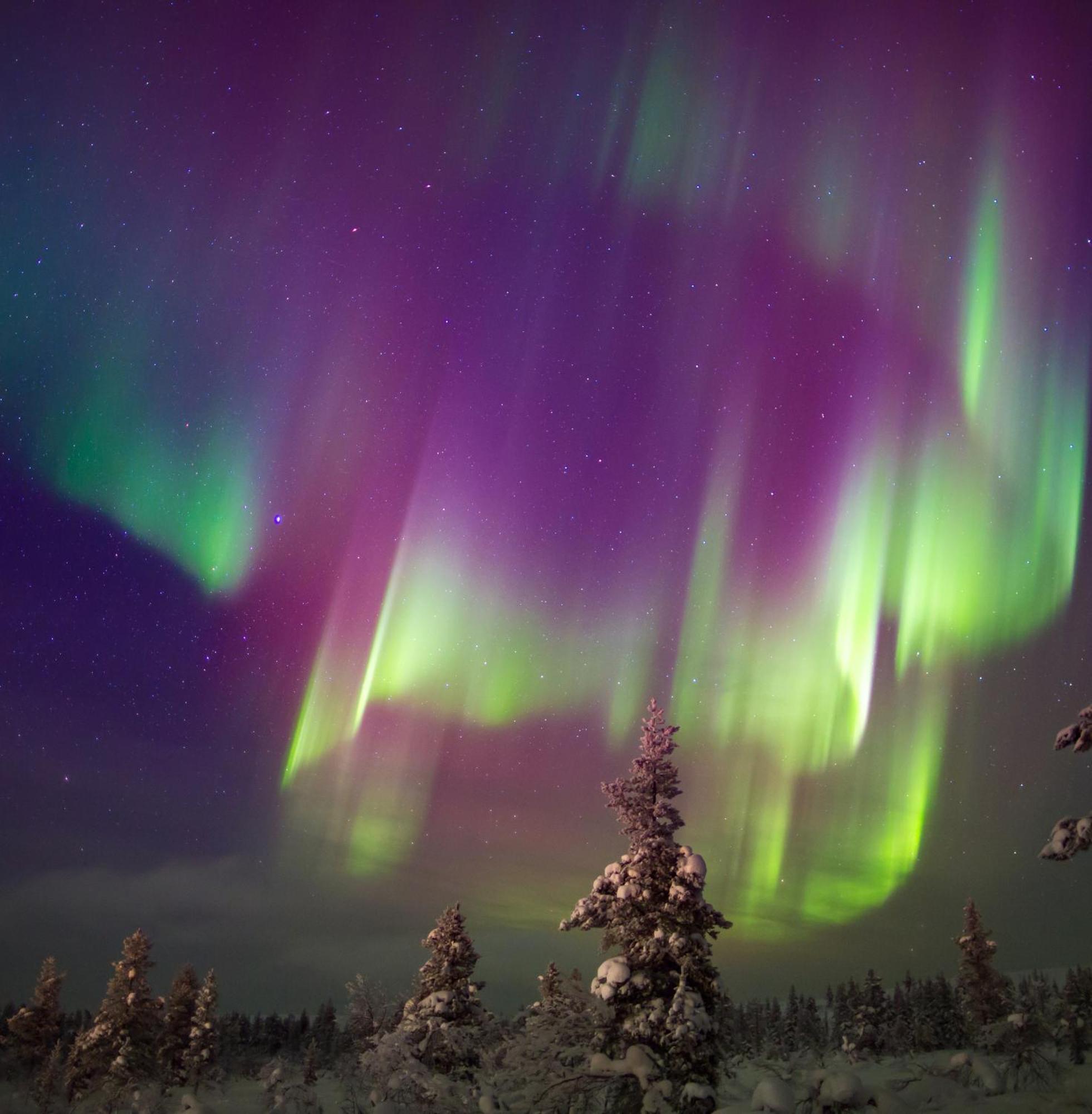 Skog Aurora Igloos Villa Kalix Bagian luar foto