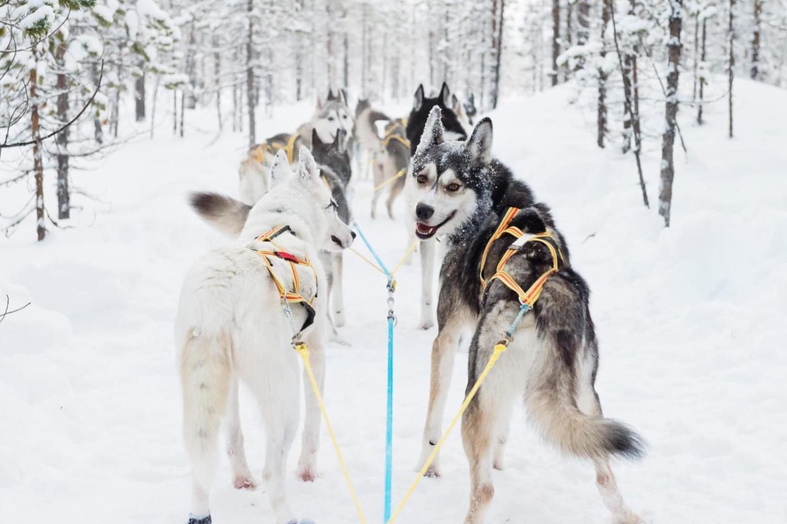 Skog Aurora Igloos Villa Kalix Bagian luar foto